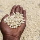Kenya to accept GM cereals and oilseeds