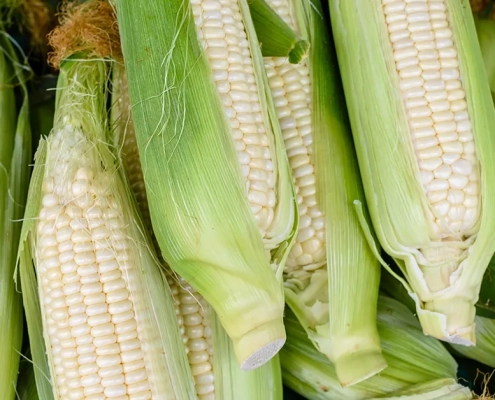 Kenya opened market for GMO white maize imports