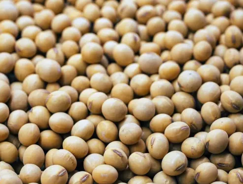 Most of South Africa's soybean harvests are sold as animal feed. Photo: Supplied/Food For Mzansi