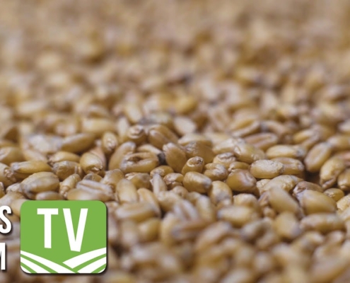 Higher wheat import tariff triggered