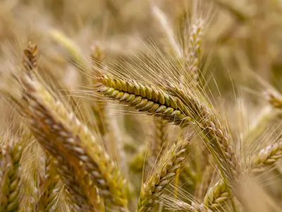 Wheat Import Tariff Reference Price Revision and Implementation Methodology
